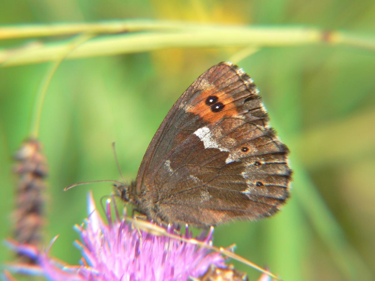 Erebia euryale ?